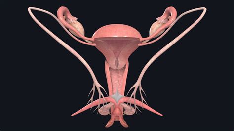 vagina amateur|File : Female Genital Organs (frontal view) detailed macro.jpg